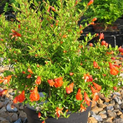 Punica granatum (Rodiu)'Nana Gracilissima'