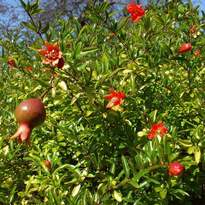 Punica granatum (Rodiu)'Nana Gracilissima'-pitic-3L - imagine 2