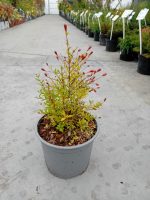 Punica granatum (Rodiu)'Nana Gracilissima'