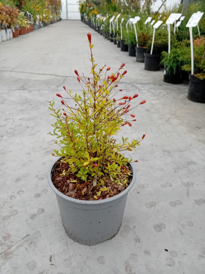 Punica granatum (Rodiu)'Nana Gracilissima'
