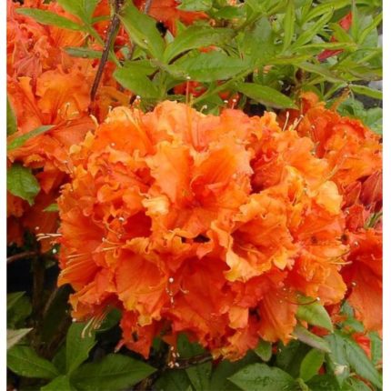 Rhododendron Gibraltar-