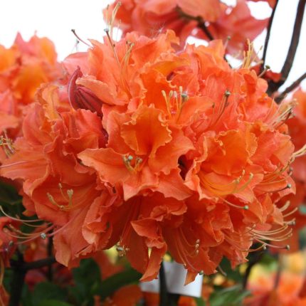 Rhododendron Gibraltar-