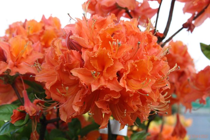 Rhododendron Gibraltar-