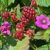 Zmeur arctic (Rubus arcticus) Tarja