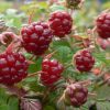 Zmeur Arctic (Rubus arcticus) Tarja