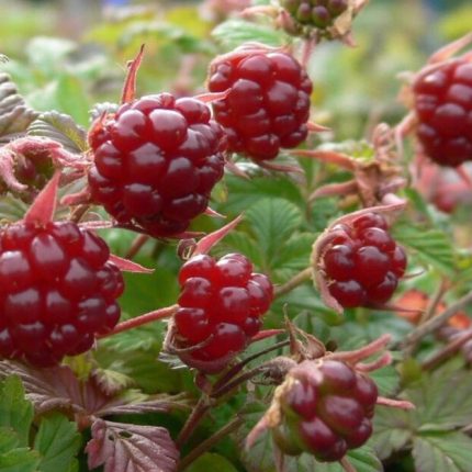 Zmeur Arctic (Rubus arcticus) Tarja