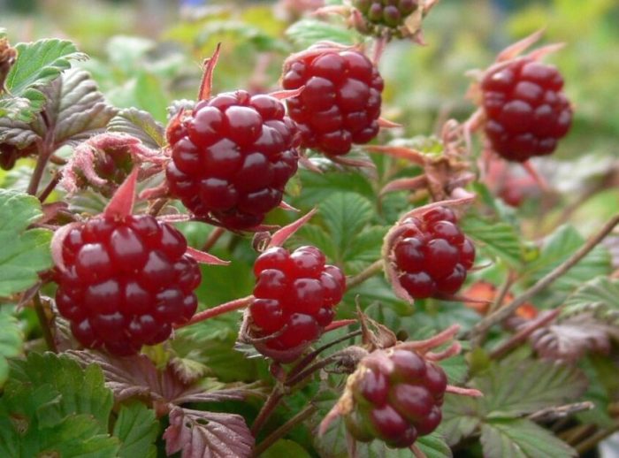 Zmeur Arctic (Rubus arcticus) Tarja