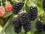 Mur fara spini (Rubus fruticosus) Navaho