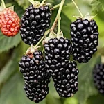 Mur fara spini (Rubus fruticosus) Navaho