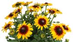 Rudbeckia hirta 'Big Love Smileyz'