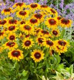 Rudbeckia hirta 'Big Love Smileyz'