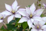 Clematita Samaritan Jo Boulevard