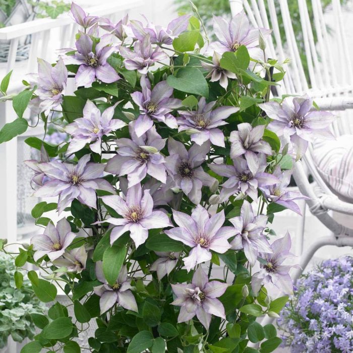 Clematita Samaritan Jo Boulevard -ghivece de 12 cm Ø - imagine 2
