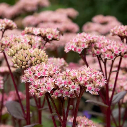 Sedum 'Matrona'
