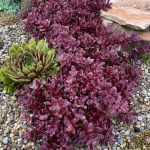 Sedum SUNSPARKLER FIRECRACKER 'Firecracker'