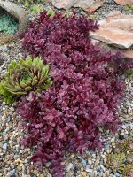 Sedum SUNSPARKLER FIRECRACKER 'Firecracker'