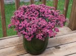 Sedum SUNSPARKLER FIRECRACKER 'Firecracker'