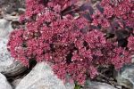 Sedum 'Sunsparkler Dream Dazzler'-2L-livrarea din martie - imagine 3