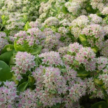 Sedum alboroseum 'Mediovariegatum'