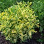 Sedum alboroseum 'Mediovariegatum'