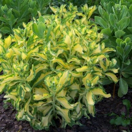 Sedum alboroseum 'Mediovariegatum'