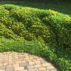 Sedum kamtschaticum 'Ellacombianum'