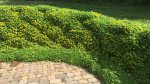 Sedum kamtschaticum 'Ellacombianum'