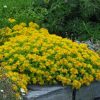 Sedum kamtschaticum 'Ellacombianum'