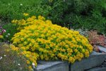 Sedum kamtschaticum 'Ellacombianum'