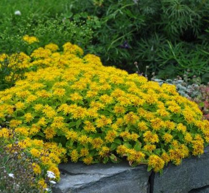 Sedum kamtschaticum 'Ellacombianum'