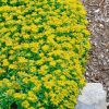 Sedum kamtschaticum 'Ellacombianum'
