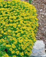 Sedum kamtschaticum 'Ellacombianum'