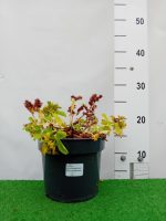 Sedum kamtschaticum 'Ellacombianum'-2L - imagine 4