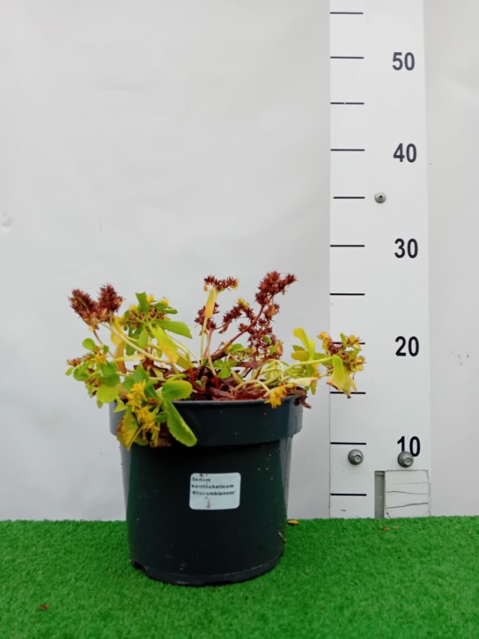 Sedum kamtschaticum 'Ellacombianum'-2L - imagine 4
