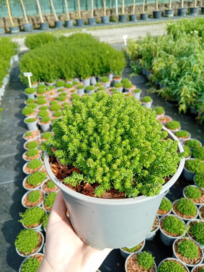 Sedum sexangulare