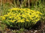 Sedum sexangulare