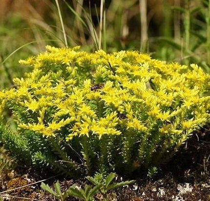Sedum sexangulare