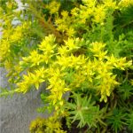 Sedum sexangulare