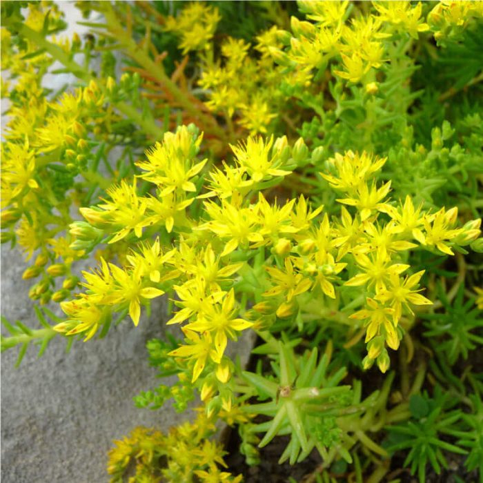 Sedum sexangulare