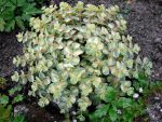 Sedum sieboldii 'Mediovariegatum'