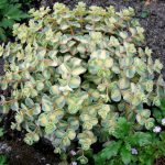 Sedum sieboldii 'Mediovariegatum'