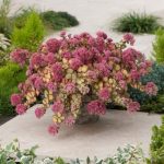 Sedum sieboldii 'Mediovariegatum'