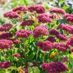 Sedum spectabile 'Bloody Mary'