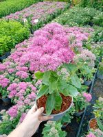 Sedum spectabile 'Carl'