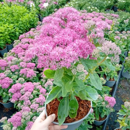 Sedum spectabile 'Carl'