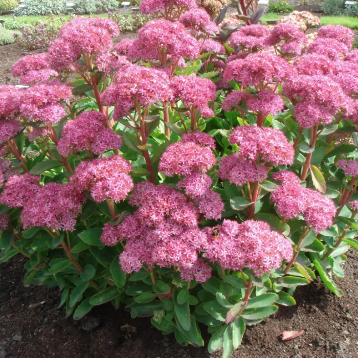 Sedum spectabile 'Carl'