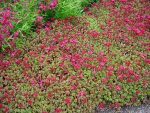 Sedum spurium 'Fuldaglut'