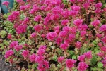 Sedum spurium 'Fuldaglut'