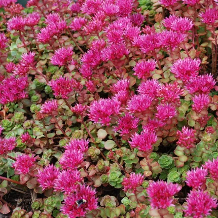Sedum spurium 'Fuldaglut'