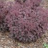 Sedum ‘Black Jack